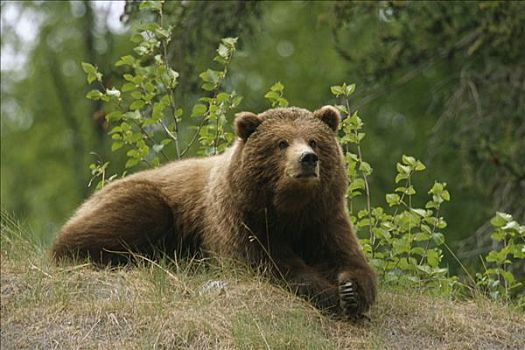 棕熊,躺着,阿拉斯加,夏天,靠近,希望,道路