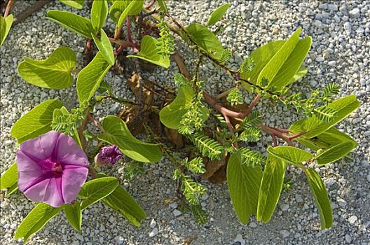 茂密,绿叶,鲜明,粉花,牵牛花,野生,岸边