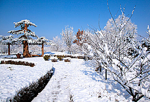 厚厚的白雪覆盖在巨大的松树上