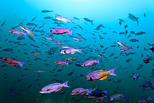 鱼群,濑鱼,蓝色,水,圣卢西亚,向风群岛,小安的列斯群岛,加勒比海