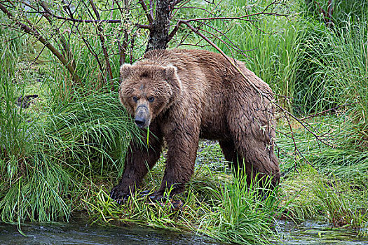 大灰熊,棕熊,擦,树,卡特麦国家公园,阿拉斯加