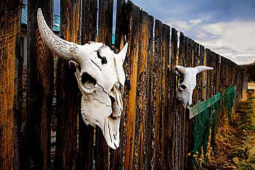 母牛,头骨,木篱,艾伯塔省,加拿大