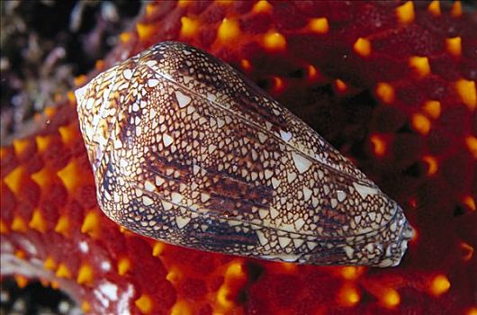稀有,有毒,蜗牛,科特兹海,北下加利福尼亚州,墨西哥