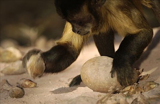 褐色,棕色卷尾猴,放置,地上,裂缝,重,石头,栖息地,巴西