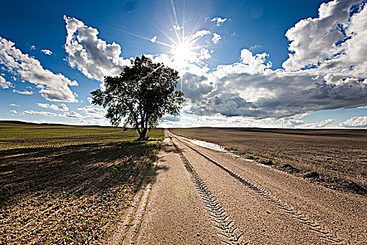 粘土,道路,树,萨斯喀彻温,加拿大
