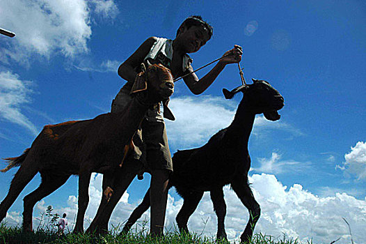 男孩,山羊,地点,孟加拉,2007年