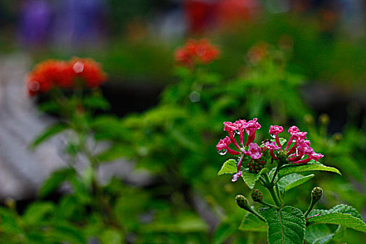 植物,花和树