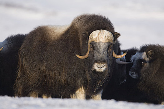公牛,麝香牛,母牛,幼兽,防御,排列,冬天,半岛,靠近,北极,阿拉斯加