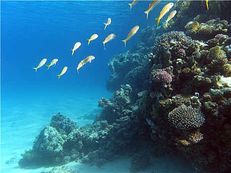 珊瑚礁,鱼群,珊瑚,仰视,热带,海洋,蓝色背景,水,背景