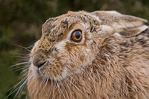 欧洲野兔,成年,岛屿,自然保护区,英格兰,英国,欧洲