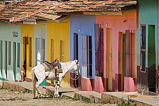 马,正面,彩色,房子,特立尼达,圣斯皮里图斯,省,古巴