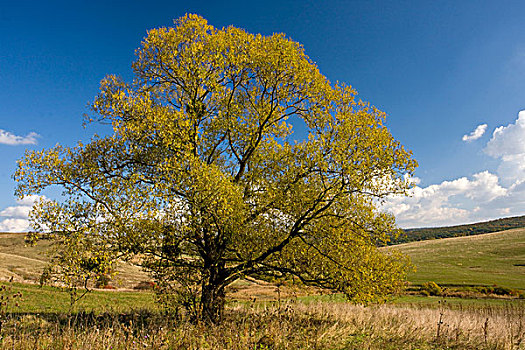 裂缝,柳树,成熟,树,靠近,萨克森,乡村,区域,特兰西瓦尼亚,罗马尼亚,欧洲