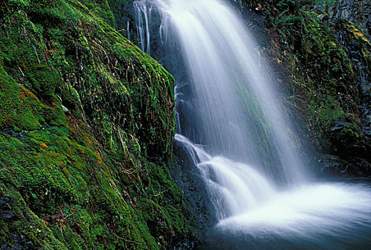 瀑布,树林,溪流,威勒米特国家公园,俄勒冈,美国
