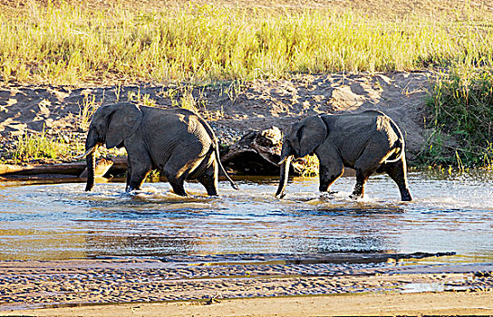 非洲,灌木,大象,穿过,小河,克鲁格国家公园,南非