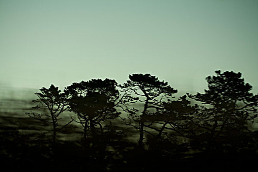 模糊,风景,树,天空,东海岸,新西兰