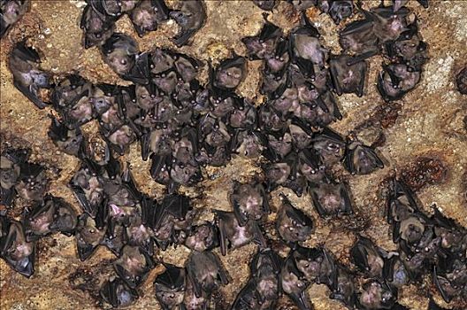蝙蝠,栖息,室内,洞穴,安卡拉那特别保护区,马达加斯加