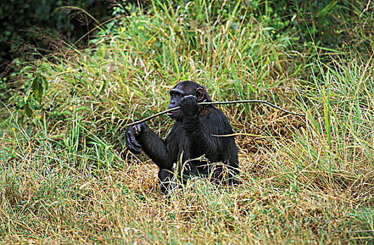 黑猩猩,类人猿,成年,吃,吠叫,枝条