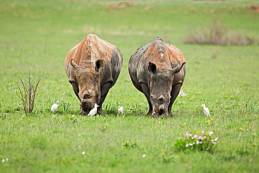 白犀牛,一对,喂食,靠近,牛背鹭,自然保护区,南非