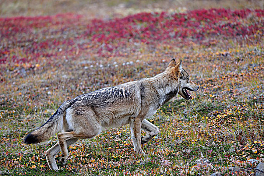 狼,苔原,德纳里峰国家公园,阿拉斯加