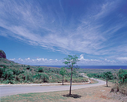 天空,树,道路