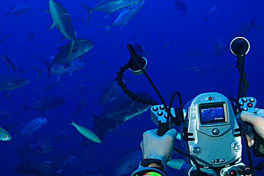 水下,摄像机,记录,鲨鱼,潜水,太平洋,港口,贝卡岛,南方,维提岛,斐济,南太平洋