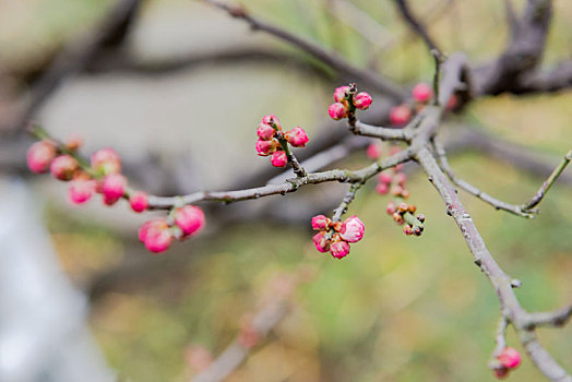 红梅花苞花蕾