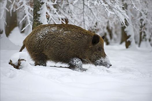 野猪,积雪,树林,巴登符腾堡,德国,欧洲