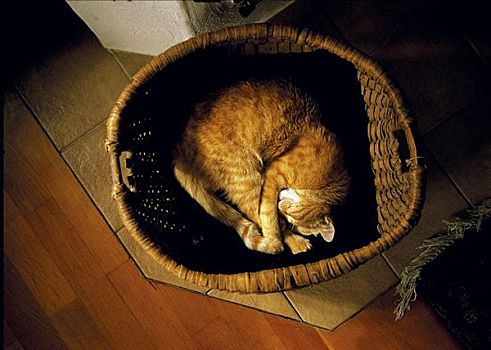猫,睡觉,篮子,宠物,动物
