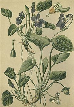 紫罗兰,香堇菜,草药,历史