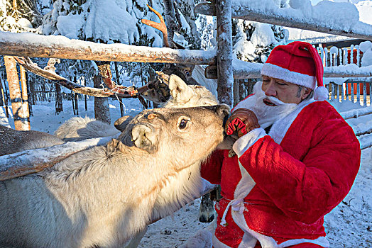 圣诞老人,进食,驯鹿,库萨莫,北方,区域,拉普兰,芬兰
