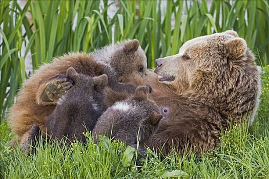 母兽,喂食,杯子,棕熊