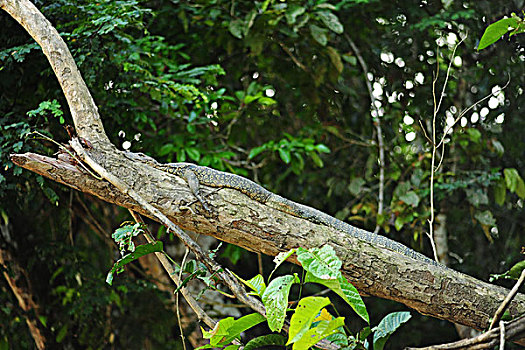 malaysia,borneo,kinabatangan,water,bengal,monitor,basking,varanus,bengalensis