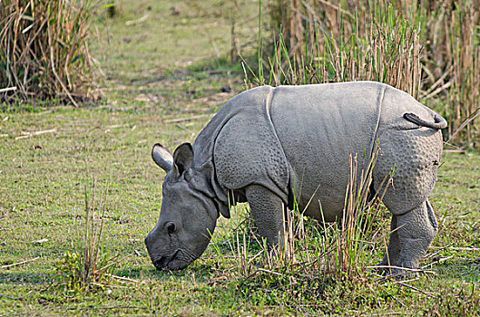 犀牛,年轻,卡齐兰加国家公园,阿萨姆邦,东北方,印度,亚洲