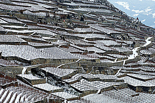 阶梯状,葡萄园,冬天,世界遗产,靠近,沃州,瑞士,欧洲