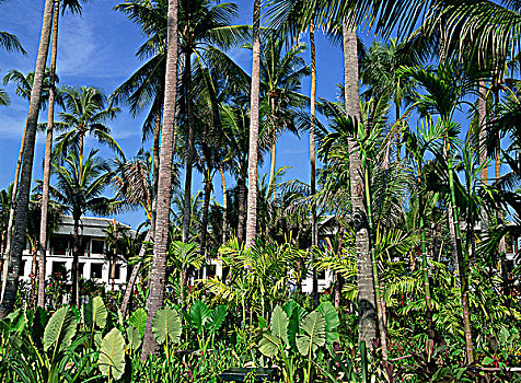 椰树,泰国