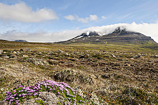 苔藓,剪秋罗属植物,垫子,粉色,北海岸,冰岛,欧洲