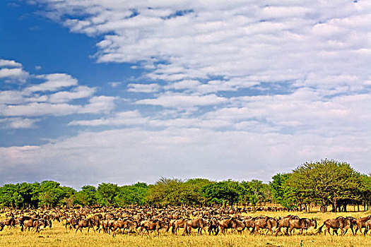 巨大,角马,牧群,迁徙,塞伦盖蒂国家公园,坦桑尼亚