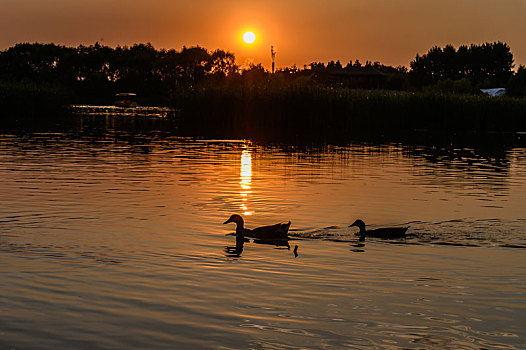 在长春北湖湿地公园湖面上的水禽