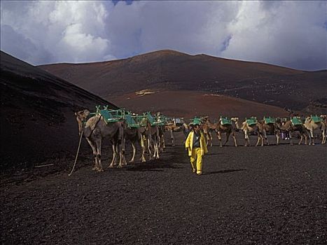 骆驼,单峰骆驼,帝曼法雅,蒙大拿,兰索罗特岛,加纳利群岛,西班牙,欧洲