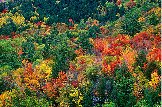俯拍,树,树林,佛蒙特州,美国