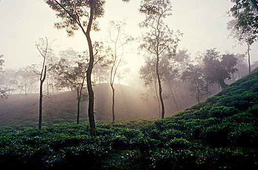 茶,产业,孟加拉,低,山,茶园,工人,地方特色,部落,荫凉,树,只有,生长,农作物