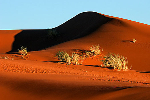 沙丘,遮盖,草,夜光,纳米布沙漠,纳米比亚,非洲