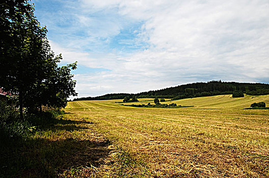 草地,克鲁姆洛夫,南,波希米亚风格,区域,捷克共和国