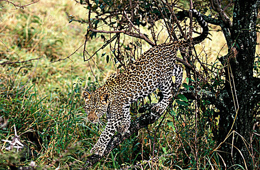 豹,马赛马拉,公园,肯尼亚
