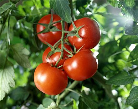成熟,西红柿,植物