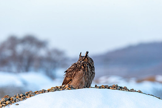 猛禽雕鸮在冬天雪地里觅食