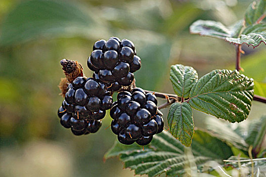 黑莓,灌木