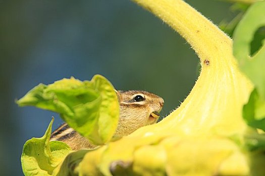 花栗鼠