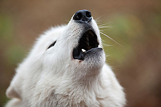北极狼,极地,狼,白色,叫喊,肖像