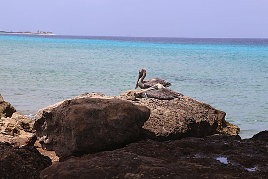 鹈鹕,鹈鹕科,鸟,加勒比海,海岸